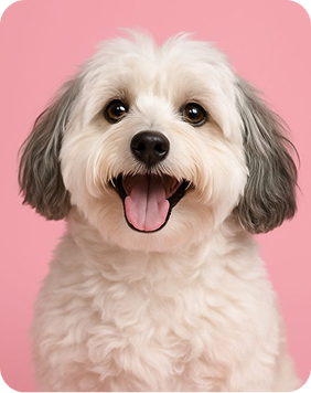 Dog on Pink